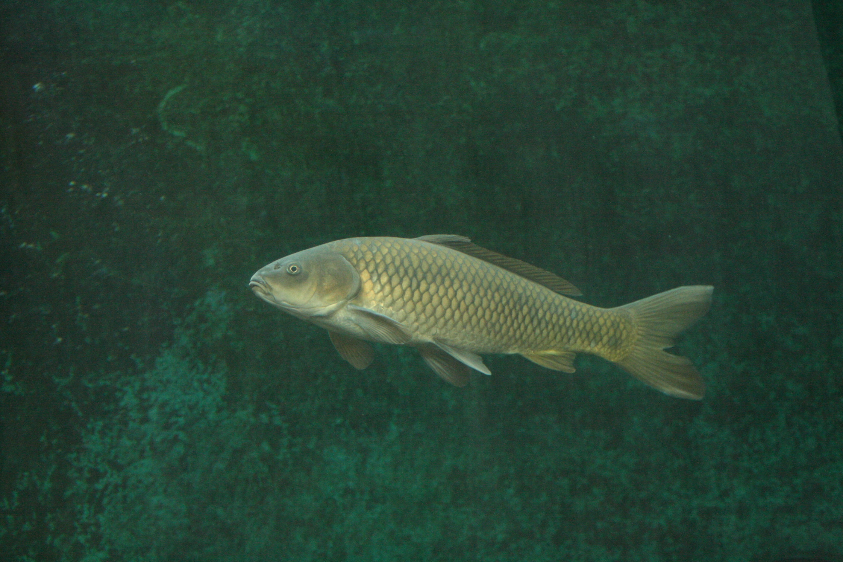 コイ | 庄川ジオさんぽ